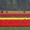 Cultivation de tulipes en route vers Le Barp (Gironde)