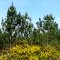 Vue typique des landes (en Gironde)