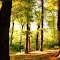 Beech trees in evening sunlight, Wuppertal, Germany