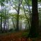 Sous-bois en automne