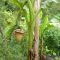 Banana tree