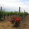 Vignes à Saint Avit St Nazaire (33)