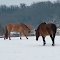 Chevaux  dans la neige