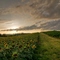 Entre vignes et tournesols