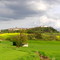 Castelnau-de-Montmiral (Tarn-France)