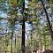 Castle Mound Pine Forest State Natural Area