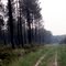 chemin forestier