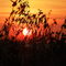coucher de soleil (pointe de Chassiron)