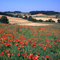 Les coquelicots