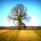 one tree hill