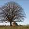 ARCHIGNAC [24] - Cabane sous un beau tilleul à Cantegrel. (février 2009)