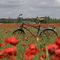 Le vélo et le coquelicot