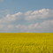 Colza et ciel bleu.