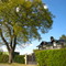 Très bel arbre.