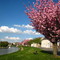 Cerisiers en fleurs.