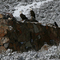 Pair of Bald Eagles, National Museum of Wildlife Art, South Sign, Jackson, Wyoming
