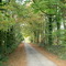 Route ombragée