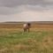 Horse in the Argonne region