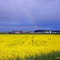 Arc-en-ciel sur un champ de colza, Venère, Haute-Saone, France