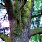 GRAY - UN ARBRE GÉANT