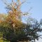 arbre remarquable