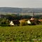 Nesles-la-Montagne. Les vignes de Champagne.