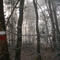 Forêt domaniale de Mervent