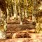 Automne en forêt de Sologne