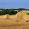 Paysages de Champagne en été