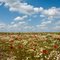 Coquelicots et marguerites (mai 2011)