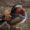 Canard mandarin - Mandarin duck