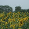 Tournesol
