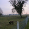 Black Sheep