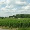 Hier wachsen die Trauben für den edlen Champagner