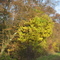 Herbst im Hartwald