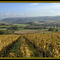 Vignoble et Arbois.   A.D