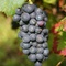 Sancerre, Cher, Centre, France