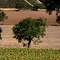 Sancerre
