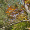 Couleurs d'automne Bourgogne JC