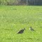 Faune (Numenius arquata)
