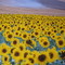 On tourne le sol près des tournesols !