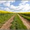 Courlon-sur-Yonne 89 ( envie de couleurs .. )