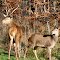 Center Parc Moselle - Rehe auf der Terrasse