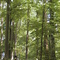 forêt