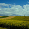 Girasoli