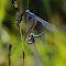  Agrion jouvencelle (Coenagrion puella)