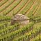 Cadole en vignoble bourguignon