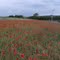 Coquelicots (Papaver rhoeas)