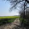 Chemin dans l'Ain, Colza