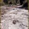 The most important discovery of dinosaur footprints of all time (FRANCE - Ain - Plagne)